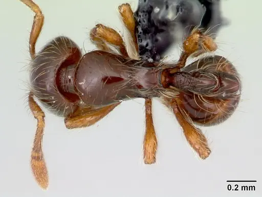 Cryptomyrmex longinodus specimen CASENT0103517 image casent0103517_1