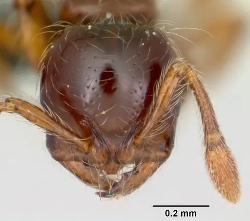 Cryptomyrmex longinodus specimen CASENT0103517 image casent0103517_2