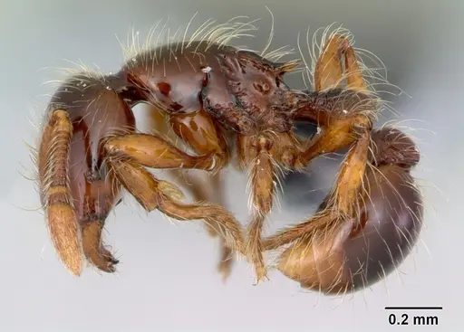 Cryptomyrmex longinodus specimen CASENT0103517 image casent0103517_3
