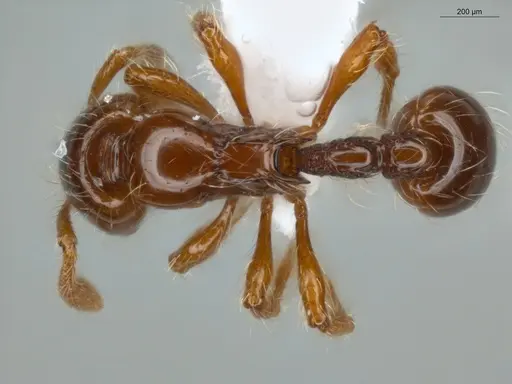 Cryptomyrmex longinodus specimen ECOFOG-LA15-0250-19 image ecofog-la15-0250-19_1