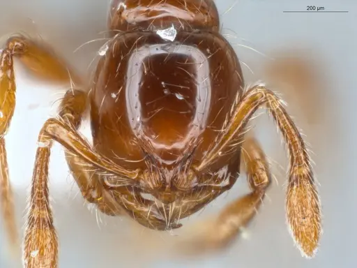 Cryptomyrmex longinodus specimen ECOFOG-LA15-0250-19 image ecofog-la15-0250-19_2