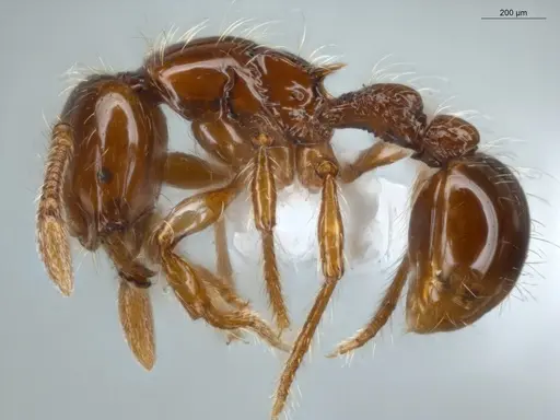 Cryptomyrmex longinodus specimen ECOFOG-LA15-0250-19 image ecofog-la15-0250-19_3