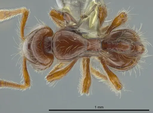 Cryptomyrmex longinodus specimen USNMENT00686515 image usnment00686515_1