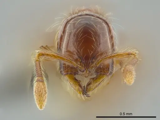 Cryptomyrmex longinodus specimen USNMENT00686515 image usnment00686515_2