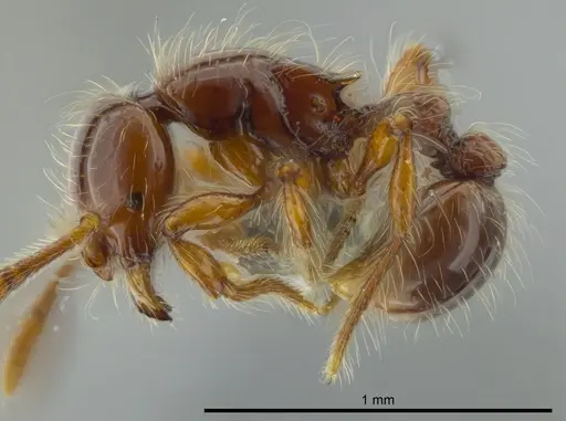 Cryptomyrmex longinodus specimen USNMENT00686515 image usnment00686515_3