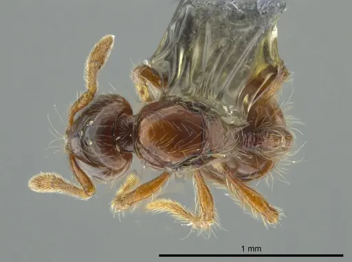 Cryptomyrmex longinodus specimen USNMENT00688158 image usnment00688158_1