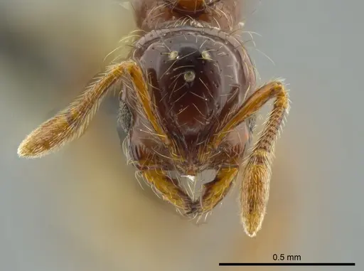 Cryptomyrmex longinodus specimen USNMENT00688158 image usnment00688158_2