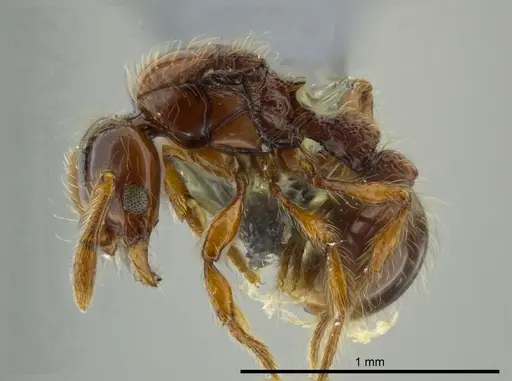 Cryptomyrmex longinodus specimen USNMENT00688158 image usnment00688158_3