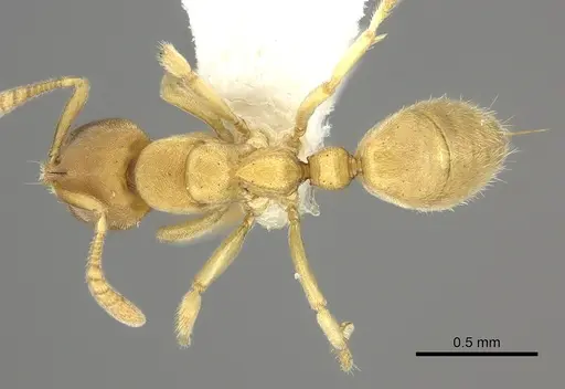 Cryptopone butteli specimen CASENT0260517 image casent0260517_1