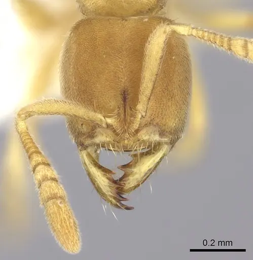 Cryptopone butteli specimen CASENT0260517 image casent0260517_2