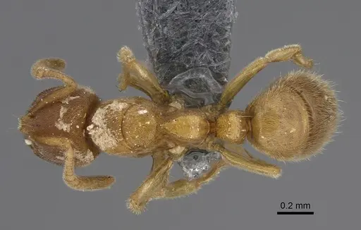 Cryptopone butteli specimen CASENT0390060 image casent0390060_1