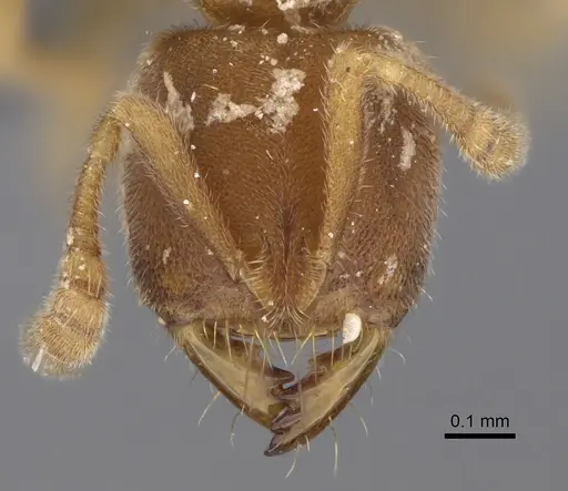 Cryptopone butteli specimen CASENT0390060 image casent0390060_2