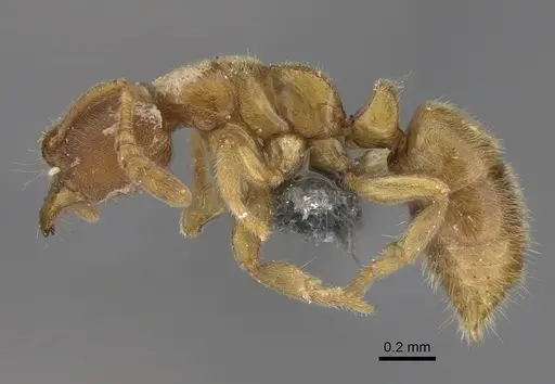 Cryptopone butteli specimen CASENT0390060 image casent0390060_3
