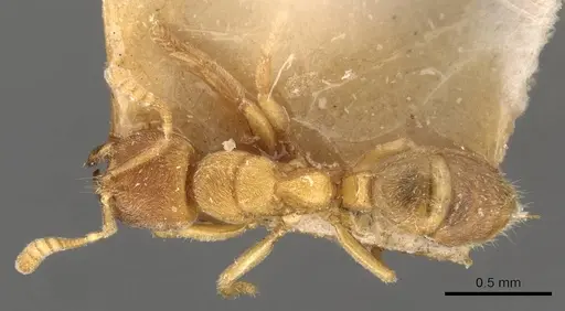 Cryptopone butteli specimen CASENT0907296 image casent0907296_1