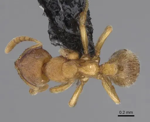 Cryptopone butteli specimen CASENT0923392 image casent0923392_1