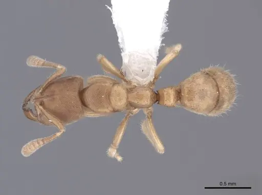 Cryptopone butteli specimen FMNHINS0000051220 image fmnhins0000051220_1