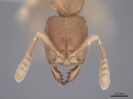 Cryptopone butteli specimen FMNHINS0000051220 image fmnhins0000051220_2