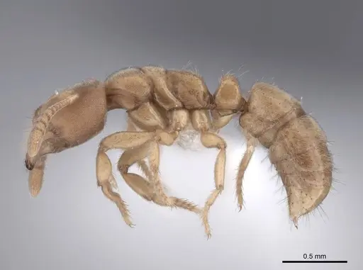 Cryptopone butteli specimen FMNHINS0000051220 image fmnhins0000051220_3