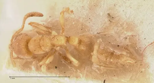 Cryptopone butteli specimen FOCOL0980 image focol0980_1