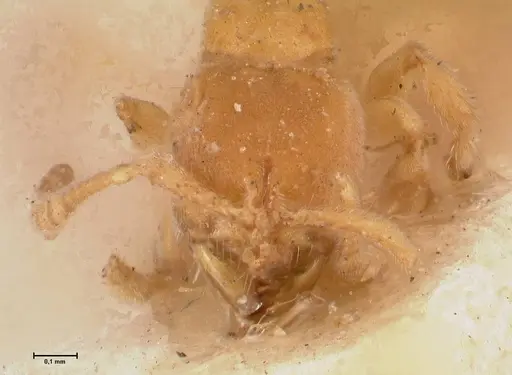 Cryptopone butteli specimen FOCOL0980 image focol0980_2