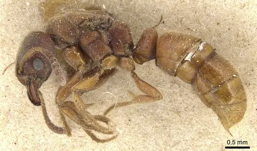 Cryptopone crassicornis specimen CASENT0903941 image casent0903941_3