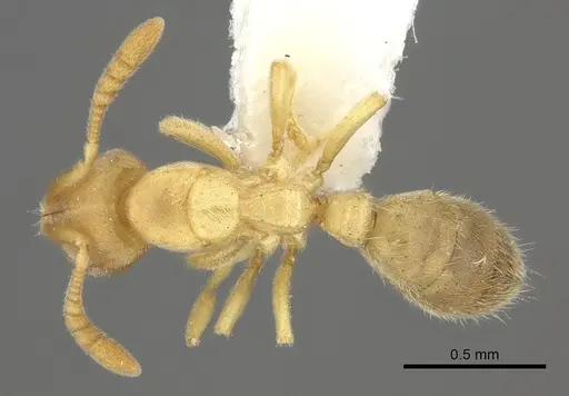 Cryptopone fusciceps specimen CASENT0260518 image casent0260518_1