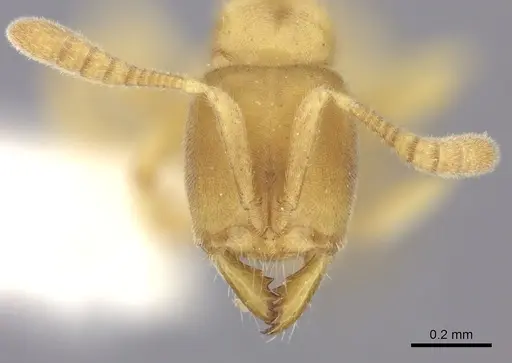 Cryptopone fusciceps specimen CASENT0260518 image casent0260518_2