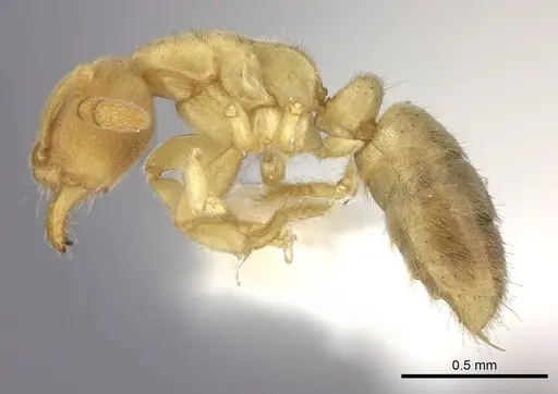 Cryptopone fusciceps specimen CASENT0260518 image casent0260518_3