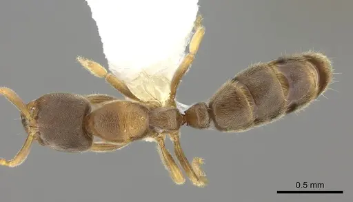 Cryptopone fusciceps specimen CASENT0260519 image casent0260519_1
