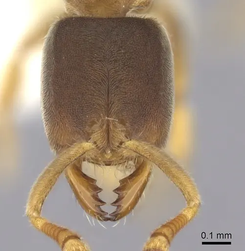 Cryptopone fusciceps specimen CASENT0260519 image casent0260519_2