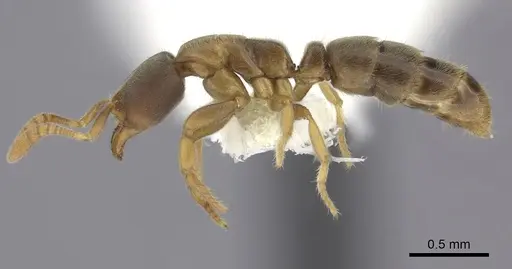 Cryptopone fusciceps specimen CASENT0260519 image casent0260519_3