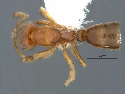 Cryptopone fusciceps specimen CASENT0882080 image casent0882080_1