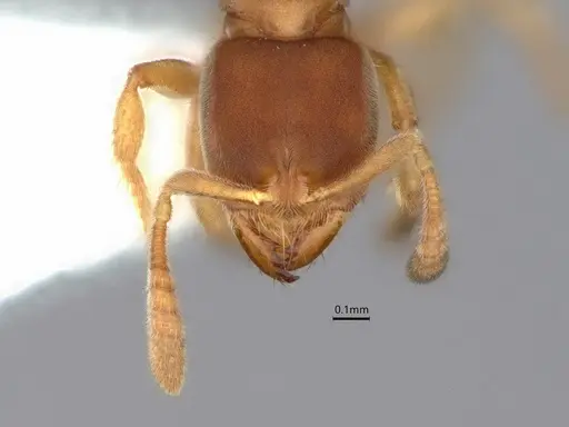 Cryptopone fusciceps specimen CASENT0882080 image casent0882080_2