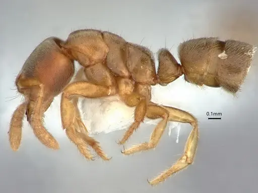 Cryptopone fusciceps specimen CASENT0882080 image casent0882080_3