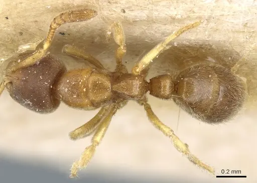 Cryptopone fusciceps specimen CASENT0903919 image casent0903919_1