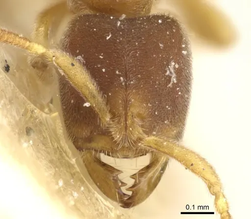 Cryptopone fusciceps specimen CASENT0903919 image casent0903919_2