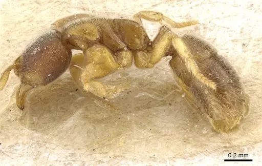 Cryptopone fusciceps specimen CASENT0903919 image casent0903919_3