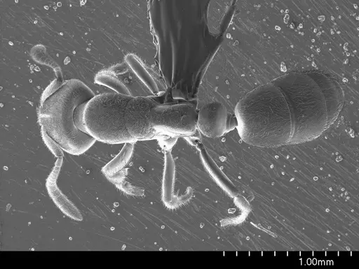 Cryptopone gilva specimen ANTWEB1008514 image antweb1008514_1