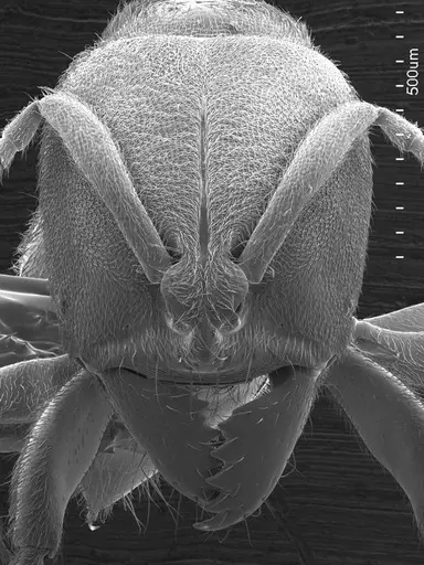 Cryptopone gilva specimen ANTWEB1008514 image antweb1008514_2