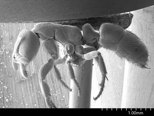 Cryptopone gilva specimen ANTWEB1008514 image antweb1008514_3