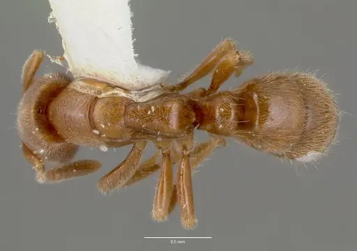 Cryptopone gilva specimen CASENT0006007 image casent0006007_1