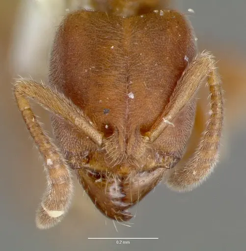 Cryptopone gilva specimen CASENT0006007 image casent0006007_2