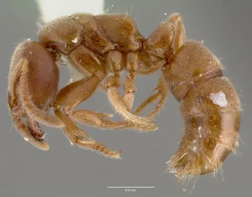 Cryptopone gilva specimen CASENT0006007 image casent0006007_3