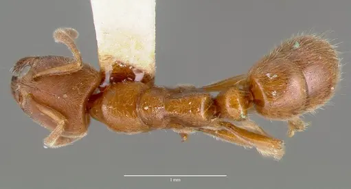 Cryptopone gilva specimen CASENT0006054 image casent0006054_1