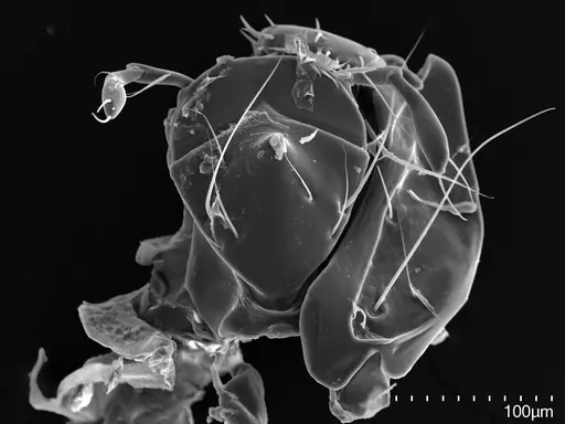 Cryptopone gilva specimen CASENT0006054 image casent0006054_3