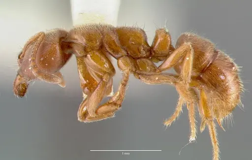Cryptopone gilva specimen CASENT0006054 image casent0006054_4