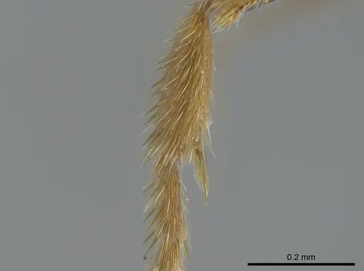 Cryptopone gilva specimen CASENT0006054 image casent0006054_5