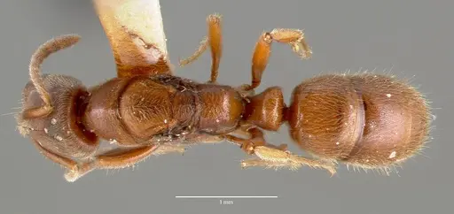 Cryptopone gilva specimen CASENT0006056 image casent0006056_1