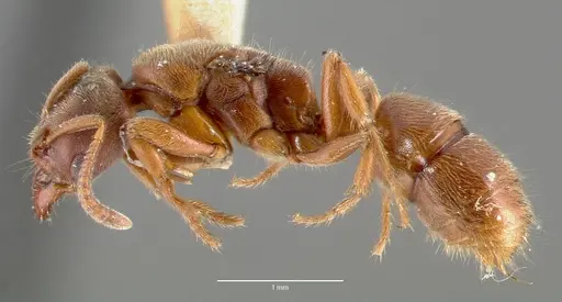 Cryptopone gilva specimen CASENT0006056 image casent0006056_3