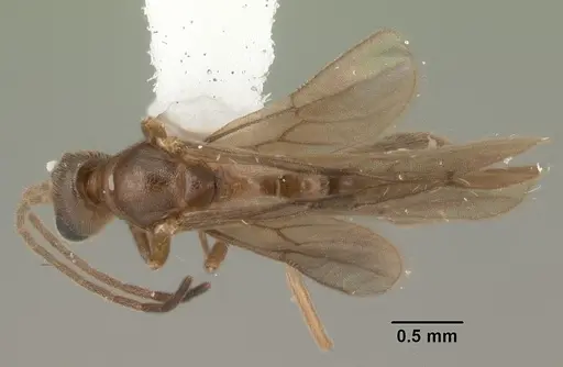 Cryptopone gilva specimen CASENT0103825 image casent0103825_1